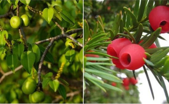 Lá ngón so với 3 loại cây được coi là độc nhất