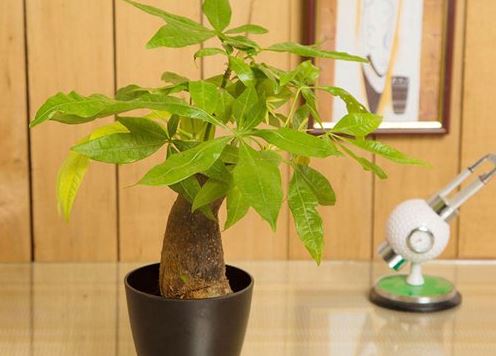 Trồng cây phong thủy để bàn làm việc sẽ giúp cho dân công sở tài lộc ‘ầm ầm’