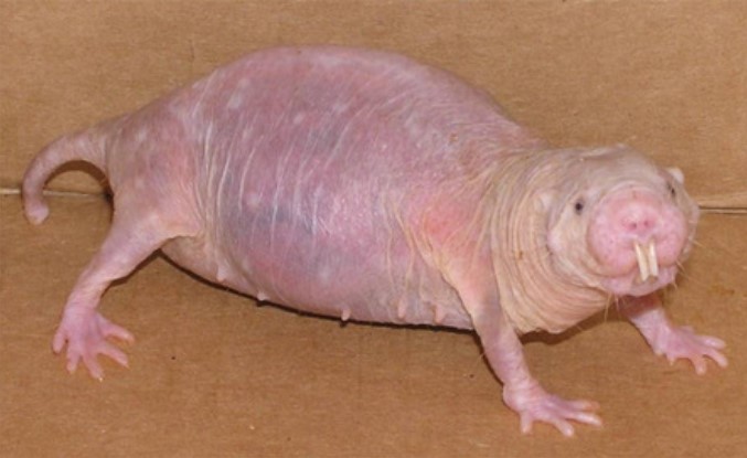 Loài vật không bao giờ bị ung thư