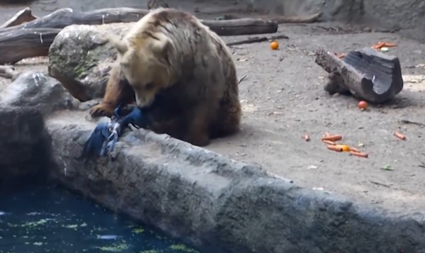 Clip: Khán giả tròn mắt kinh ngạc trước hành động không ngờ của chú gấu xám