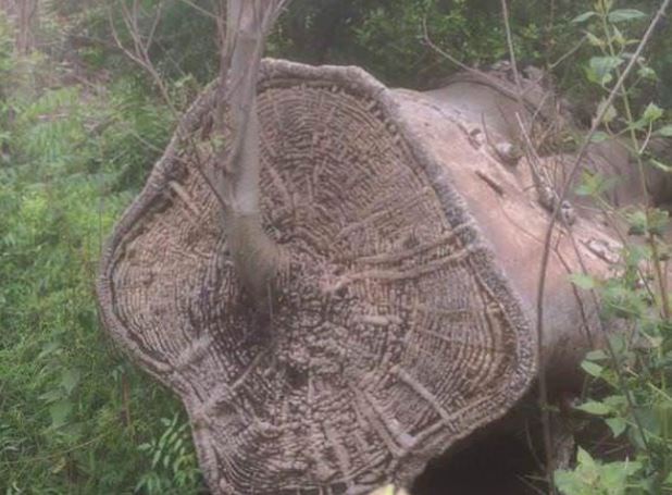 16 hình ảnh cực hiếm, may mắn lắm mới được chứng kiến trong đời