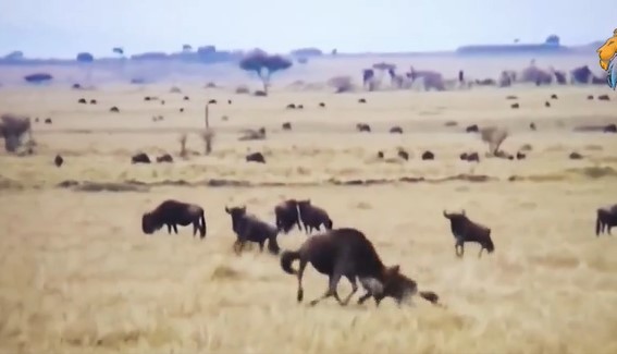 Clip: Linh cẩu ‘ăn tươi nuốt sống’ linh dương đầu bò đang mang thai