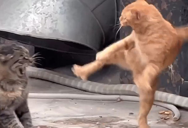 CLIP: Màn thể hiện ‘võ công’ của mèo khiến cộng đồng mạng cười nghiêng ngả