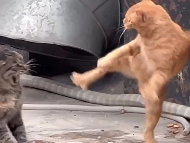 CLIP: Màn thể hiện ‘võ công’ của mèo khiến cộng đồng mạng cười nghiêng ngả