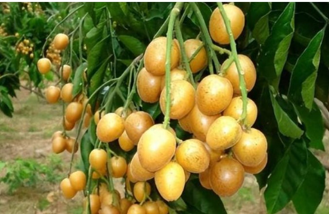 Loại quả này người ta thường ăn cả thịt chứ không ăn vỏ mà không biết rằng vỏ có tác dụng tuyệt vời, ăn chung càng bổ dưỡng