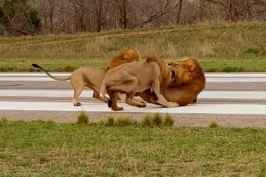 Màn thị uy, bảo vệ lãnh thổ cực "chất" của những chiến binh sư tử đực