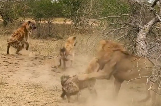 Clip: Bị dồn đến đường cùng, cả đàn linh cẩu hợp lực tấn công Vua sư tử