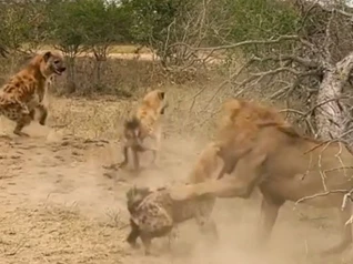 Clip: Bị dồn đến đường cùng, cả đàn linh cẩu hợp lực tấn công Vua sư tử