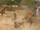 Clip: Bị dồn đến đường cùng, cả đàn linh cẩu hợp lực tấn công Vua sư tử