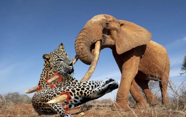 Clip: Cuộc chạm trán 'nghẹt thở' giữa voi rừng và báo hoa mai