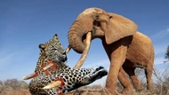 Clip: Cuộc chạm trán 'nghẹt thở' giữa voi rừng và báo hoa mai