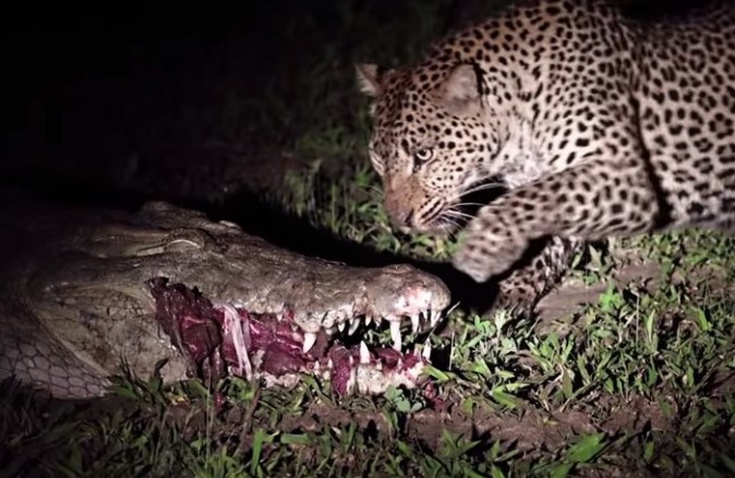 Clip: Vì miếng ăn, báo hoa mai liều lĩnh, bất chấp hiểm nguy