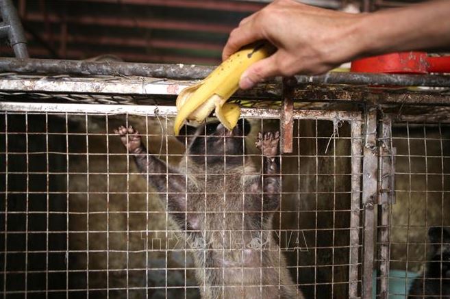 Hiệu quả kinh tế từ nuôi chồn hương