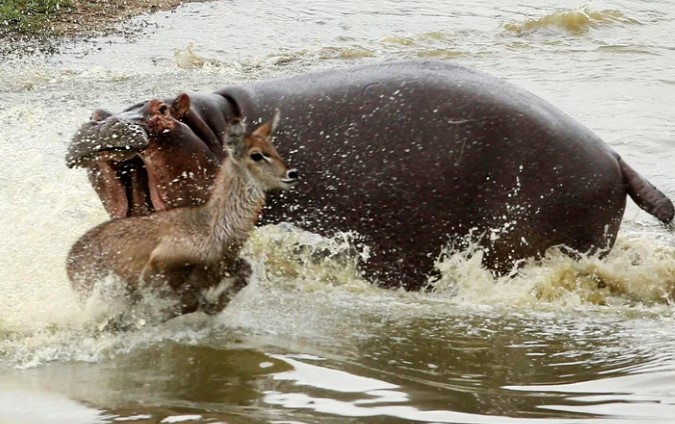 Clip: Cảm thấy bị xâm phạm lãnh thổ, hà mã tấn công linh dương
