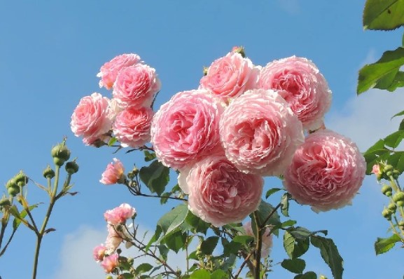 5 loại hoa vừa có sắc vừa có hương nhưng người giàu ít khi muốn trồng ngoài ban công, vì sao?