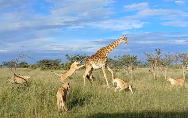 Clip: Trận 'huyết chiến' giữa hươu cao cổ và đàn sư tử khôn khéo