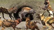 clip: Linh cẩu kêu la thảm thiết khi lọt vào trận địa phục kích của đàn chó hoang