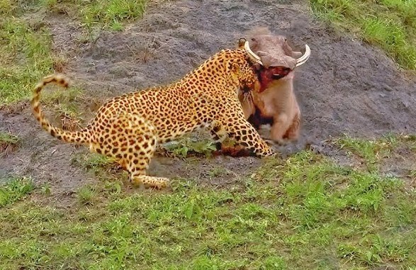 Clip: Bị tấn công trúng chỗ hiểm, lợn bướu vẫn đủ sức quật ngã báo hoa mai