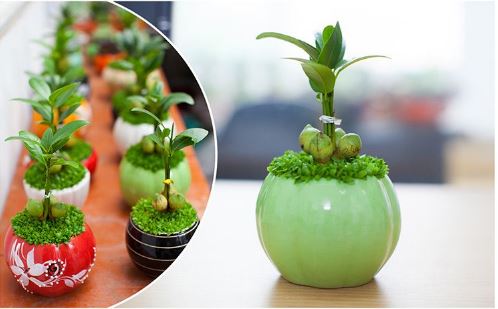 Người tuổi Sửu nên trồng cây phong thủy nào trong nhà để hợp mệnh?