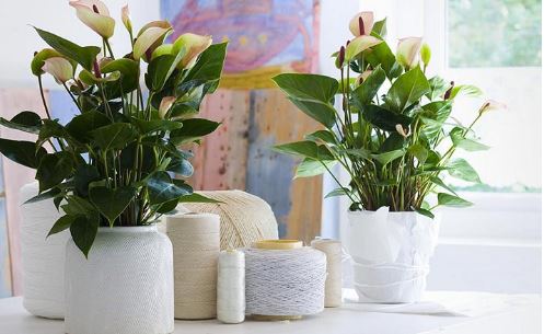 Theo phong thủy, người tuổi Dần nên trồng cây gì trong nhà để mang tài lộc?