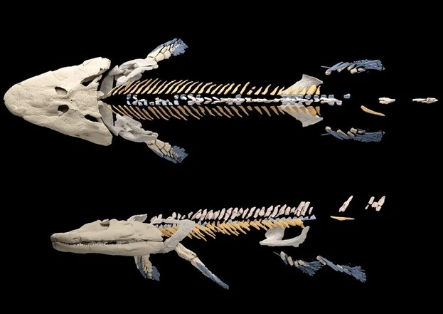 Thủy quái mọc chân 375 triệu tuổi tiết lộ bí mật làm thay đổi địa cầu