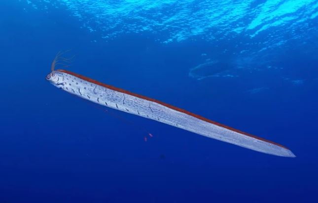 Những điều ít biết về loài cá được gọi là 'quái vật' dự báo động đất