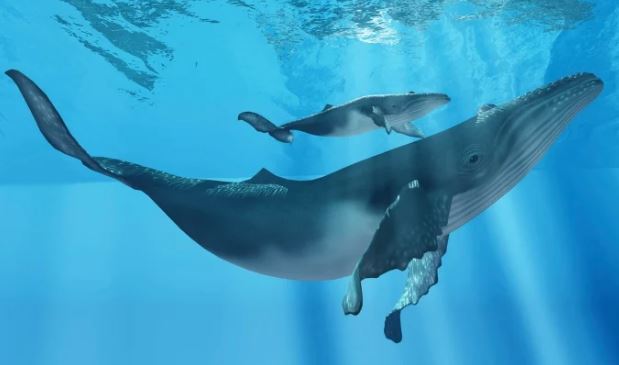 Kình lạc: Cái chết tự nhiên của cá voi lại là cống hiến vĩ đại cho đại dương 