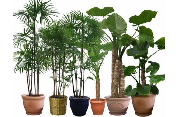 Người mệnh Thổ nên trồng cây gì trong nhà để mang lại may mắn, tài lộc?