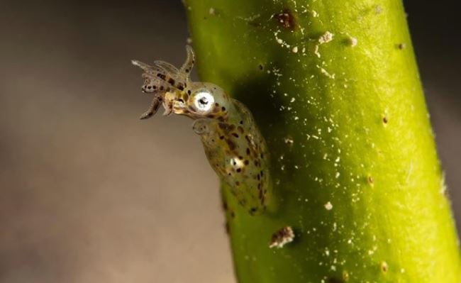 Loài mực siêu nhỏ có kích thước chỉ bằng móng tay, có 'chiêu thức võ thuật' săn mồi kì lạ