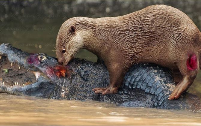 Chú rái cá dũng cảm liên tục tấn công con cá sấu khổng lồ
