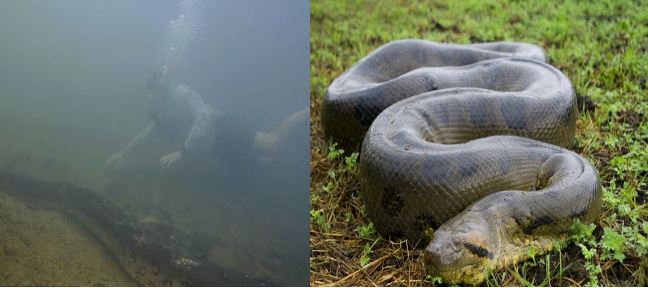 Loài trăn quái vật to lớn nhất thế giới có đầu to như đầu người, thân dày như lốp xe hơi