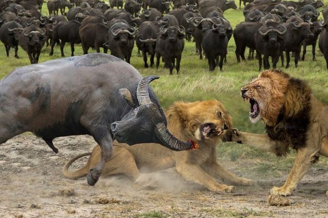 Clip: 'Cỗ xe tăng' trâu rừng một mình húc bay cả đàn sư tử cứu đồng đội