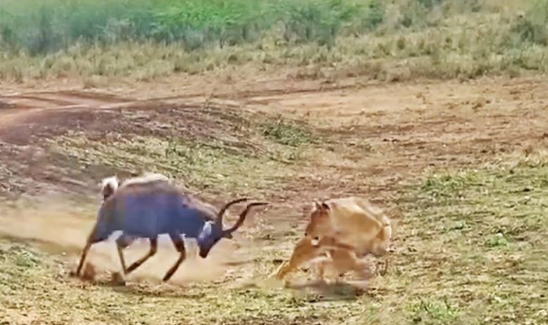 Linh dương dũng cảm đối đầu với cả cá sấu và sư tử