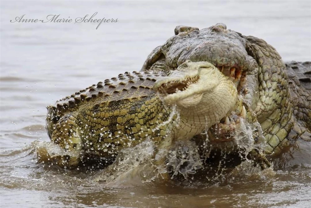 Cá sấu sông Nile đại chiến từ sáng đến chiều, kết cục tàn nhẫn cho kẻ thua cuộc! - Ảnh 2.