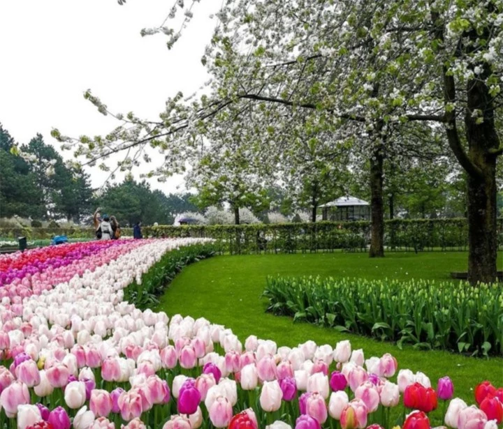 Keukenhof là vườn hoa tulip mang tính biểu tượng của Hà Lan.