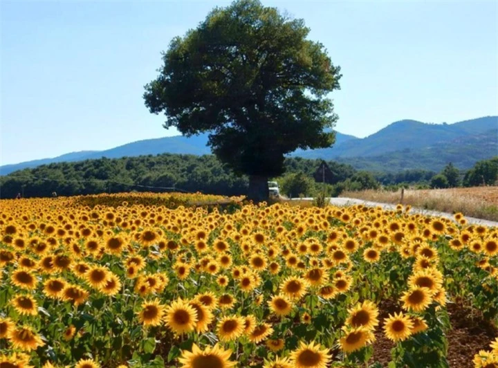 Cánh đồng hoa hướng dương ở Tuscany (Ý), Tuscany nổi tiếng với những vườn nho nhưng cũng có những cánh đồng hoa tuyệt đẹp ở thung lũng Orcia và Era. Khi mùa xuân đến, những đồng cỏ này chuyển sang màu vàng của hoa hướng dương, tạo nên sự tương phản nổi bật với những cây bách xanh tươi.