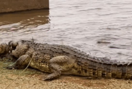 Clip: Cá sấu sông Nile đại chiến từ sáng đến chiều, kết cục tàn nhẫn cho kẻ thua cuộc