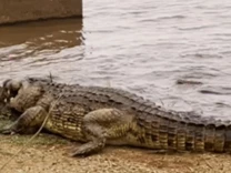 Clip: Cá sấu sông Nile đại chiến từ sáng đến chiều, kết cục tàn nhẫn cho kẻ thua cuộc