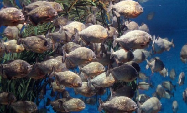 Đây là những điều sẽ xảy ra nếu bạn thả một con cá sấu vào hồ đầy cá piranha