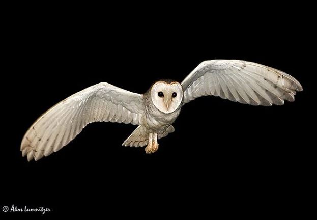 Bí ẩn loài chim báo hiệu cái chết