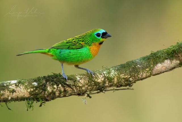 Vẻ đẹp rực rỡ của các loài chim trong rừng nhiệt đới Nam Mỹ