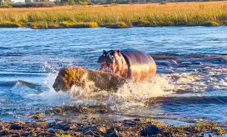Vua sư tử bỗng hóa thành những chú mèo con nhút nhát khi đụng độ hà mã