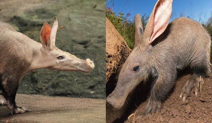 Khám phá loài lợn kỳ lạ nhất thế giới: Tai giống thỏ, đuôi y hệt kangaroo, có thể ăn 50.000 con mối trong một đêm