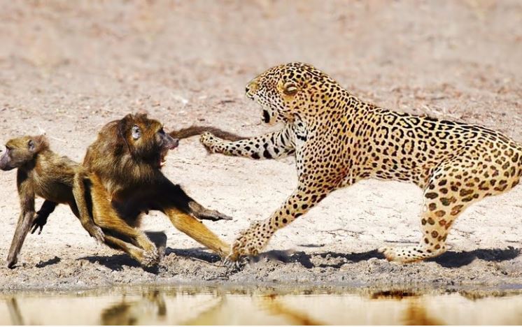 Đàn khỉ đầu chó bất lực nhìn đồng loại gục ngã dưới nanh vuốt của báo hoa mai