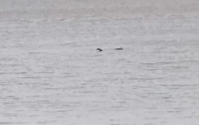Sững sờ phát hiện 'quái vật hồ Loch Ness' xuất hiện rõ như ban ngày ở cự ly gần