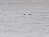 Sững sờ phát hiện 'quái vật hồ Loch Ness' xuất hiện rõ như ban ngày ở cự ly gần