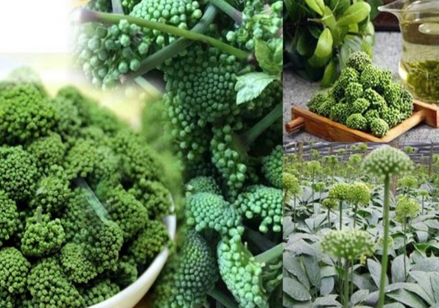 Những kiêng kỵ cần tránh khi dùng bột và nụ hoa tam thất