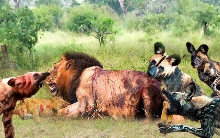 Nỗ lực giải cứu "người anh em" của đàn chó hoang khỏi sức mạnh hủy diệt của Vua sư tử
