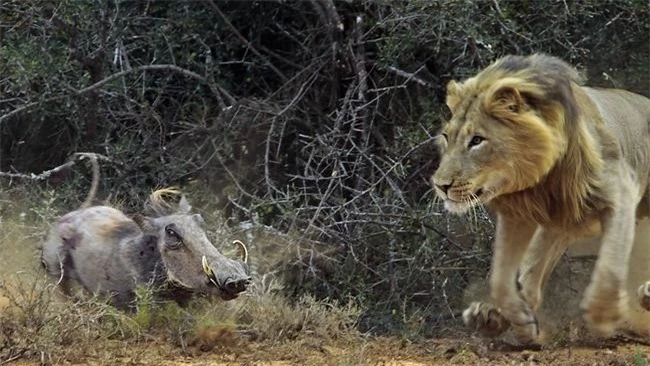 Lén lút rình tấn công, sư tử gặp phải 