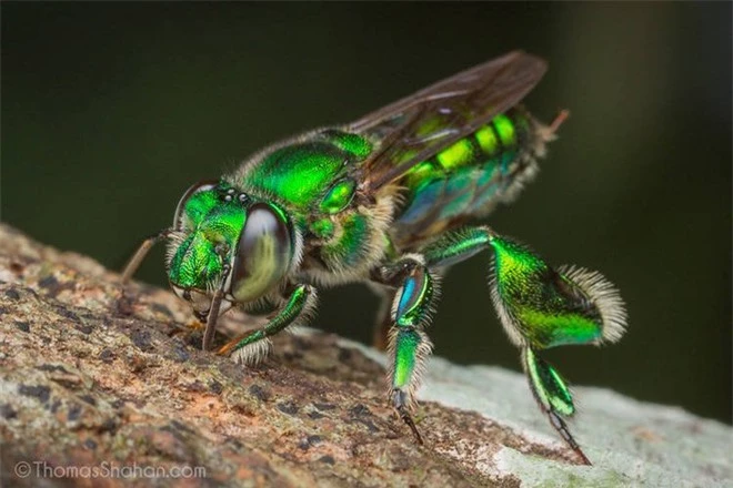 Ong phong lan, loài vật màu mè nhất trong thế giới côn trùng nhưng lại không biết làm mật - Ảnh 1.